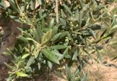 Non-developable land for sale on Cno. Mezalocha - Muel, Mezalocha, ref: TR232975 photo