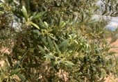 Non-developable land for sale on Cno. Mezalocha - Muel, Mezalocha, ref: TR232975 photo