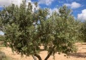 Non-developable land for sale on Cno. Mezalocha - Muel, Mezalocha, ref: TR232975 photo