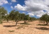 Non-developable land for sale on Cno. Mezalocha - Muel, Mezalocha, ref: TR232975 photo