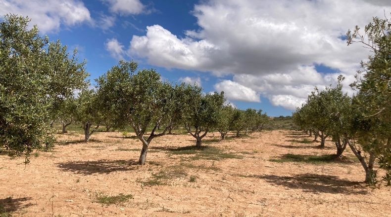 Zaragoza - Mezalocha - 4000m2