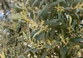 Non-developable land for sale on Cno. Mezalocha - Muel, Mezalocha, ref: TR232975 photo