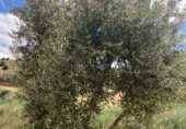 Non-developable land for sale on Cno. Mezalocha - Muel, Mezalocha, ref: TR232975 photo