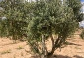 Non-developable land for sale on Cno. Mezalocha - Muel, Mezalocha, ref: TR232975 photo