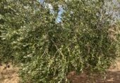 Non-developable land for sale on Cno. Mezalocha - Muel, Mezalocha, ref: TR232975 photo