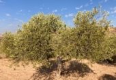 Non-developable land for sale on Cno. Mezalocha - Muel, Mezalocha, ref: TR232975 photo