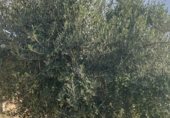 Non-developable land for sale on Cno. Mezalocha - Muel, Mezalocha, ref: TR232975 photo