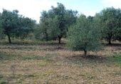 Terreny no urbanitzable en venda a la Carretera de Calafell a Calafell Parc, Calafell, ref.: TR233075 foto
