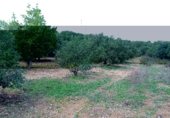 Terreny no urbanitzable en venda a la Carretera de Calafell a Calafell Parc, Calafell, ref.: TR233075 foto