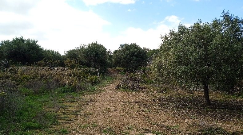 Tarragona - Calafell - 17203m2