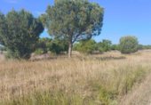 Non-developable land for sale on Paseo Marismeño, Almonte, ref: TR233058 photo