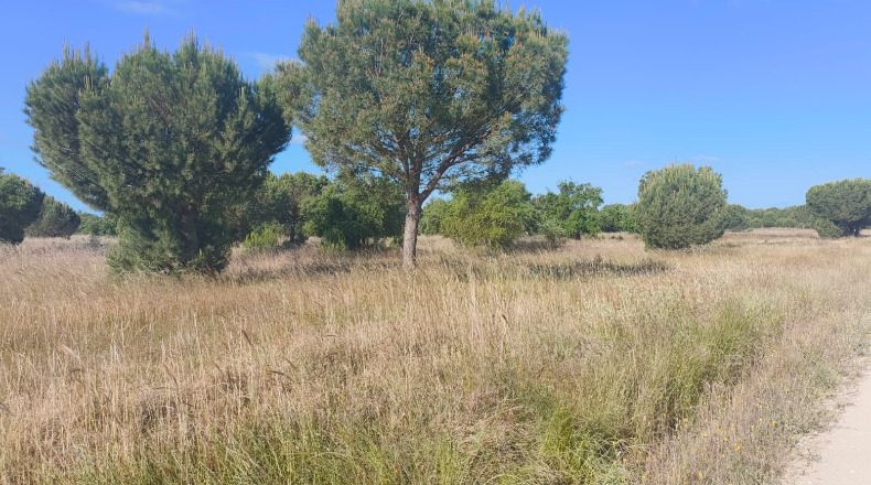 Huelva - Almonte - 1000000m2