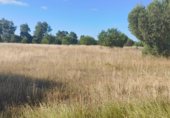 Non-developable land for sale on Paseo Marismeño, Almonte, ref: TR233058 photo