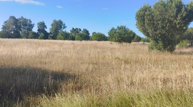 Huelva - Almonte - 1000000m2