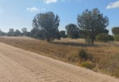 Non-developable land for sale on Paseo Marismeño, Almonte, ref: TR233058 photo