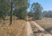 Non-developable land for sale on Paseo Marismeño, Almonte, ref: TR233058 photo