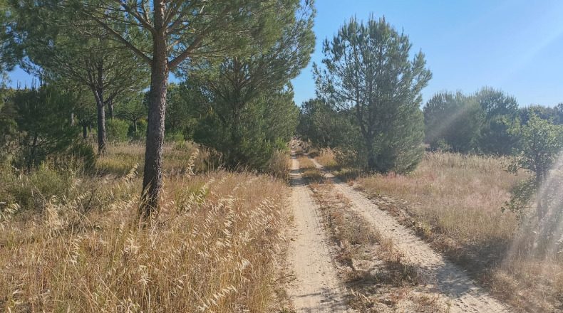 Huelva - Almonte - 1000000m2