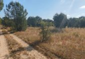 Non-developable land for sale on Paseo Marismeño, Almonte, ref: TR233058 photo