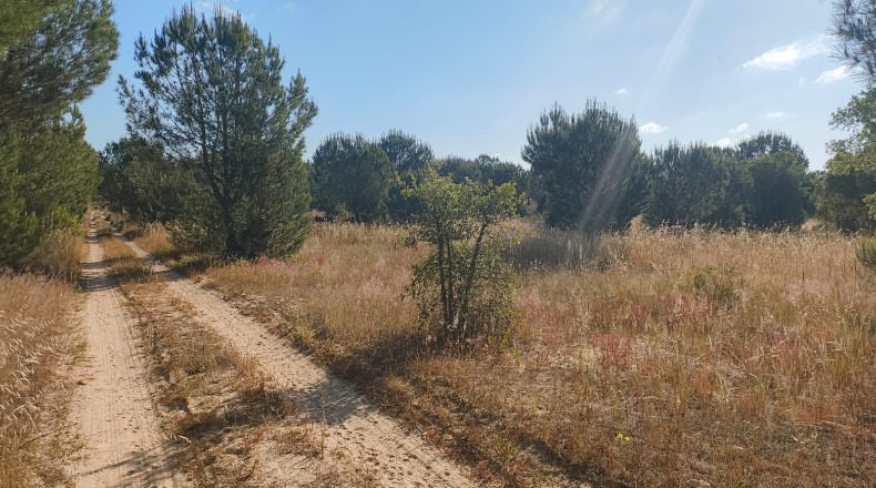 Huelva - Almonte - 1000000m2