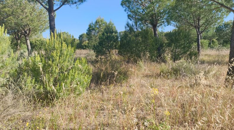 Huelva - Almonte - 1000000m2