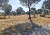 Non-developable land for sale on Paseo Marismeño, Almonte, ref: TR233058 photo