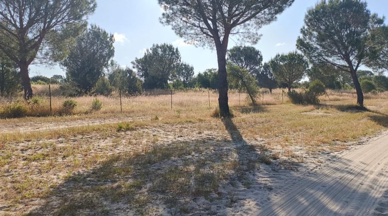 Huelva - Almonte - 1000000m2