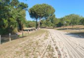 Non-developable land for sale on Paseo Marismeño, Almonte, ref: TR233058 photo