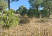 Non-developable land for sale on Paseo Marismeño, Almonte, ref: TR233058 photo