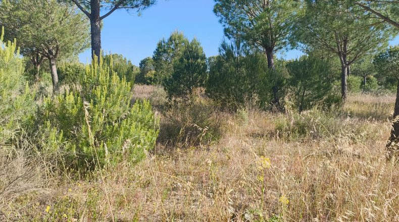 Huelva - Almonte - 1000000m2