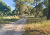 Non-developable land for sale on Paseo Marismeño, Almonte, ref: TR233058 photo