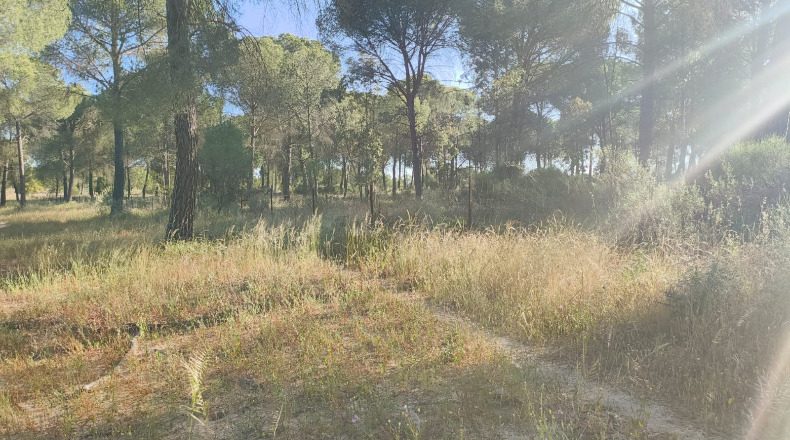 Huelva - Almonte - 1000000m2