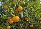 Участок с хранилищем на продажу в городе L'Alcora Фото