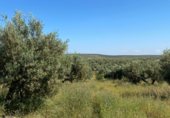 Земля, подлежащая урбанизации на продажу у города Хаэн Фото
