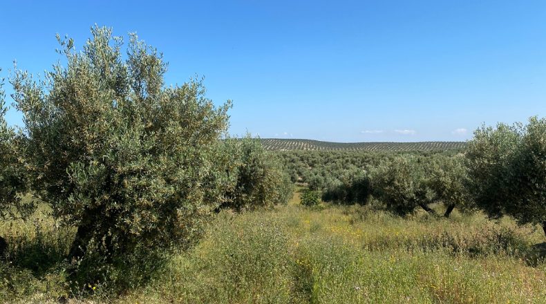 Jaén - Jaén - 15750m2