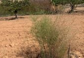 Masia with land for sale on POLIGONO 11, La Font de la Figuera, ref: TR233252 photo