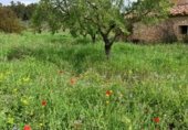 Masia with land for sale on POLIGONO 11, La Font de la Figuera, ref: TR233252 photo