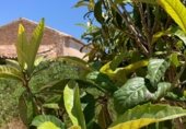 Masia with land for sale on POLIGONO 11, La Font de la Figuera, ref: TR233252 photo