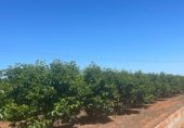 Non-developable land for sale on Partida, L'Alcúdia, ref: TR233329 photo