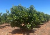 Non-developable land for sale on Partida, L'Alcúdia, ref: TR233329 photo
