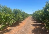 Non-developable land for sale on Partida, L'Alcúdia, ref: TR233329 photo