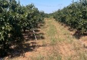 Non-developable land for sale on Partida, L'Alcúdia, ref: TR233329 photo
