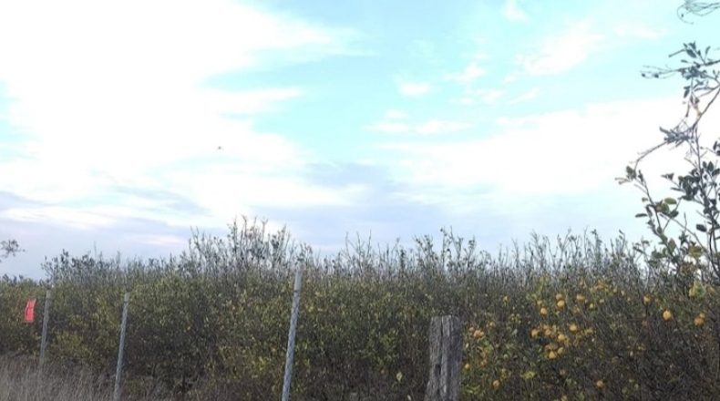 Alicante - Algorfa - 3650m2