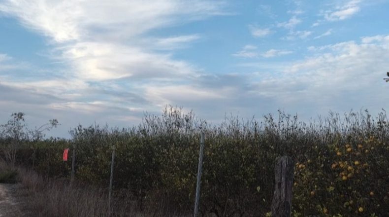 Alicante - Algorfa - 3650m2