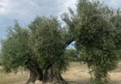Земля, подлежащая урбанизации на продажу у города Torredonjimeno Фото