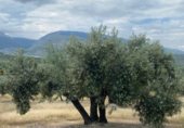 Земля, подлежащая урбанизации на продажу у города Torredonjimeno Фото
