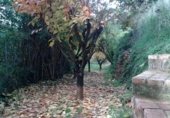 House with land for sale on TORRENT VALLVERDINA, Gelida, ref: TR233364 photo