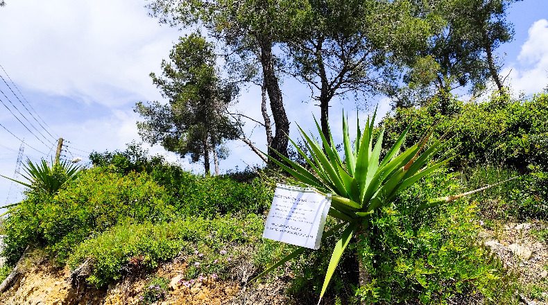 Barcelona - Olivella - 906m2