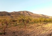 Parcel·la urbanitzable en venda a la carretera La Romana - La Algueña, la Romana, ref.: TR234091 foto