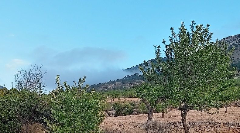Alicante - Романа - 11369m2