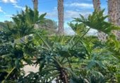 Villa con terreno en venta en la Partida Baya Baja, Elche, ref: TR234851 foto